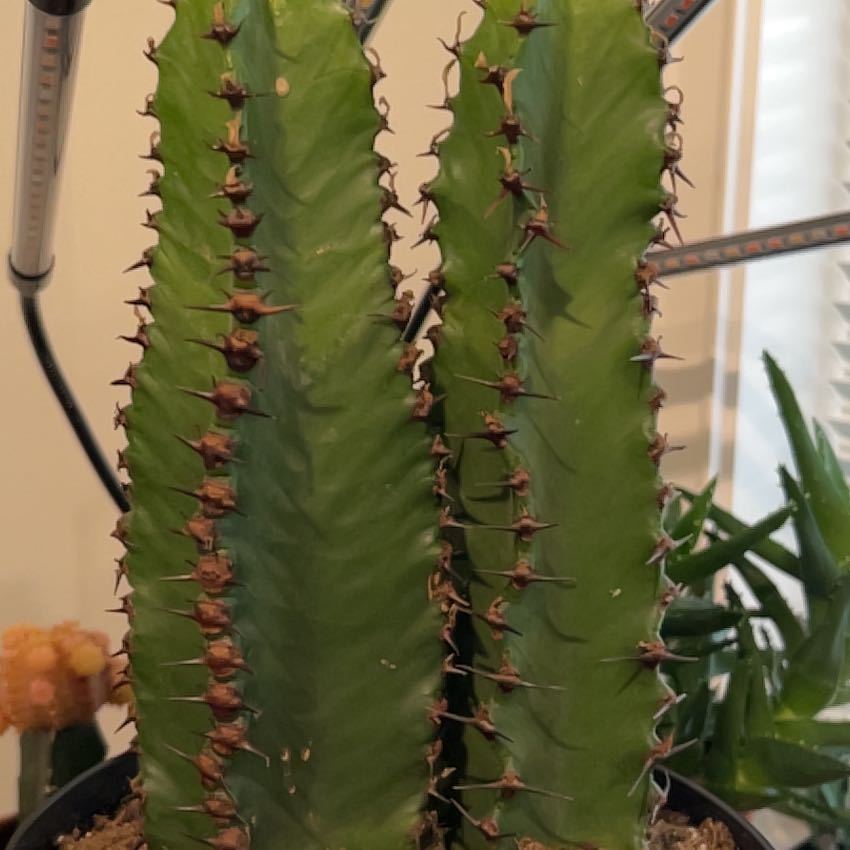 Photo of the plant species Euphorbia ingens 'Chocolate Drop' by @ProVetiver11 named Mochi on Greg, the plant care app