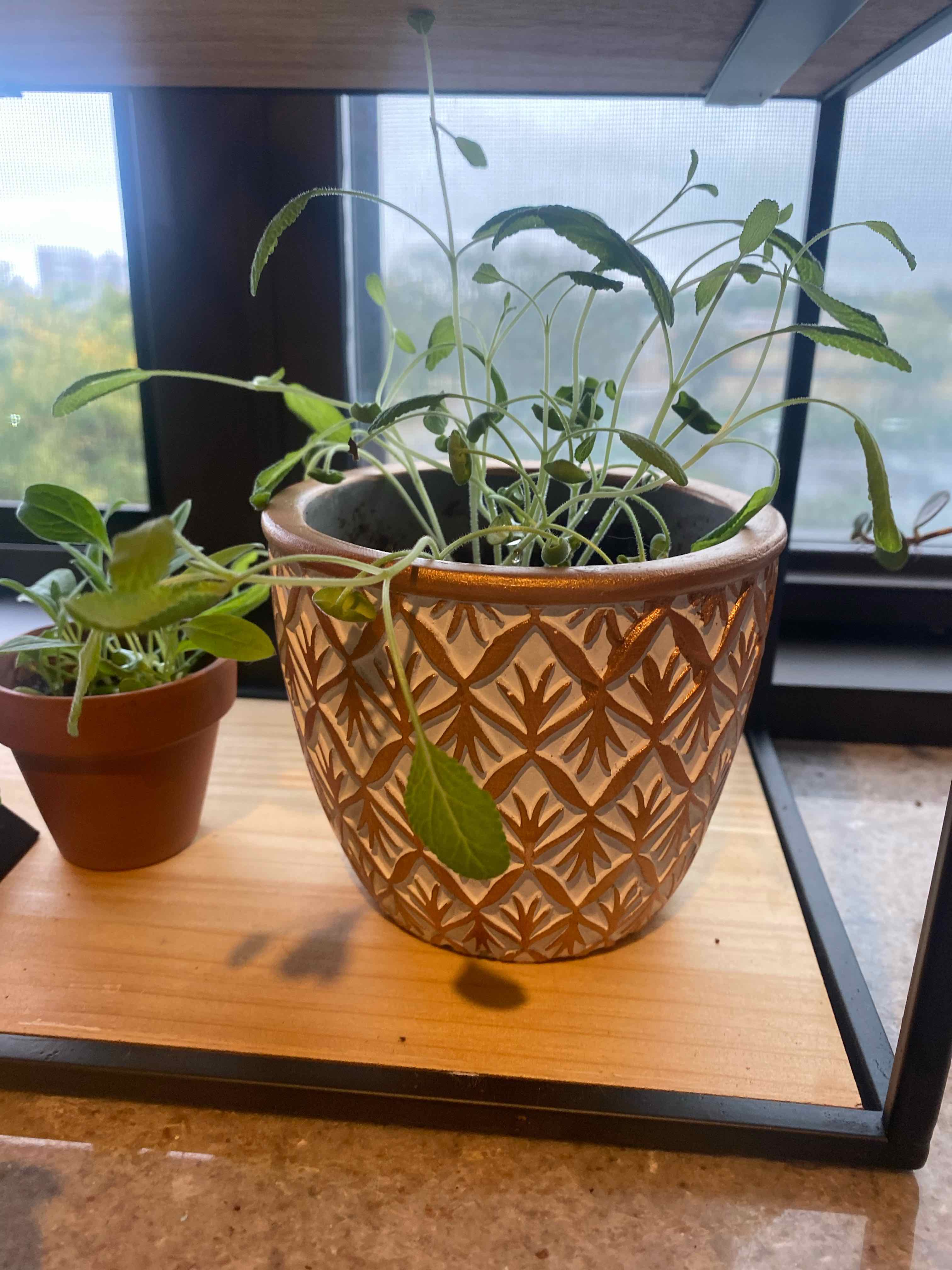 Potted Scarlet Sage plant with elongated stems and visible soil, another smaller plant nearby.