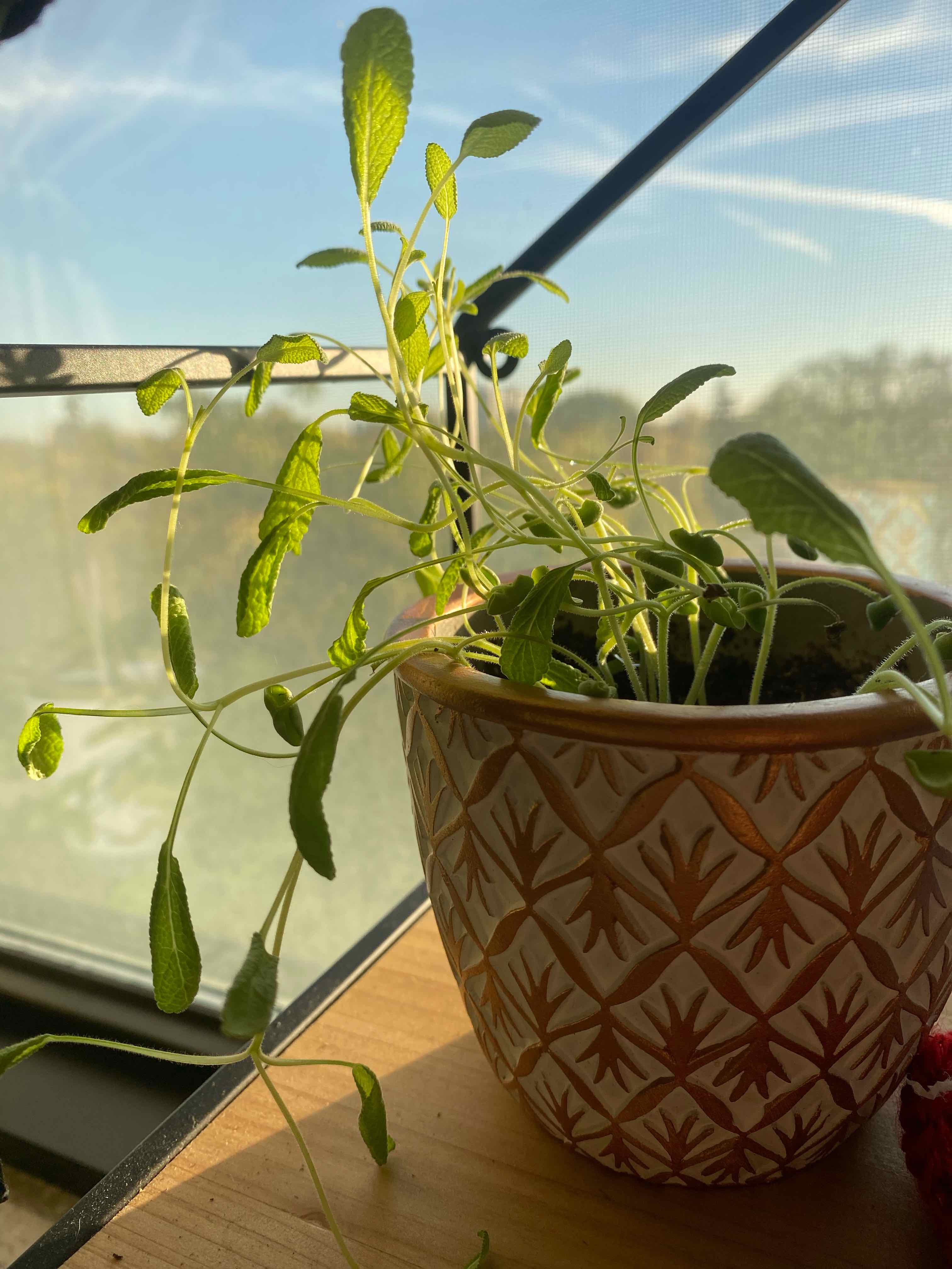 Scarlet Sage plant in a decorative pot with elongated stems and green leaves.
