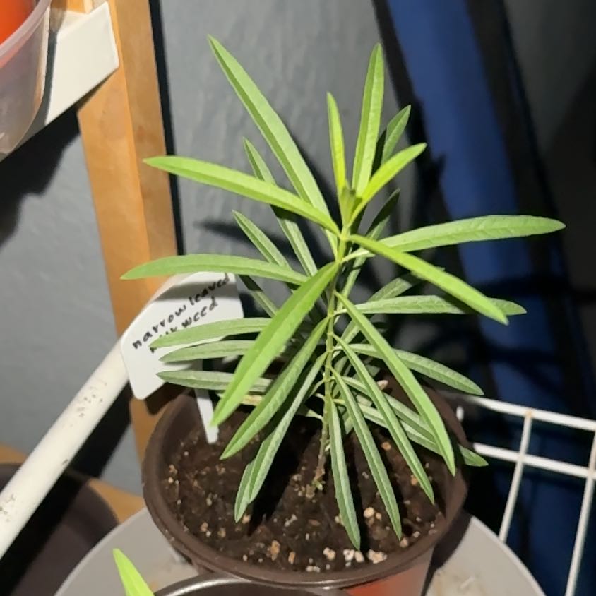 Photo of the plant species Milkweed by @PurelyWoodvetch named Figyonce on Greg, the plant care app
