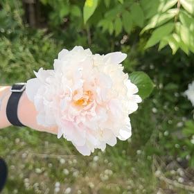 Photo of the plant species Chinese Peony by @YesAjídulce17 named Harmony on Greg, the plant care app