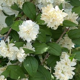 Photo of the plant species Sweet Mock Orange by @YesAjídulce17 named Wall-E on Greg, the plant care app