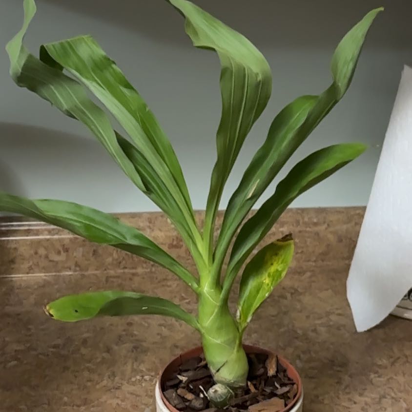 Photo of the plant species witchcraft by @Victoria_Vortex named Hecate on Greg, the plant care app