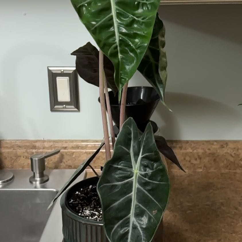 Photo of the plant species Fancy Alocasia by @Victoria_Vortex named Hera on Greg, the plant care app