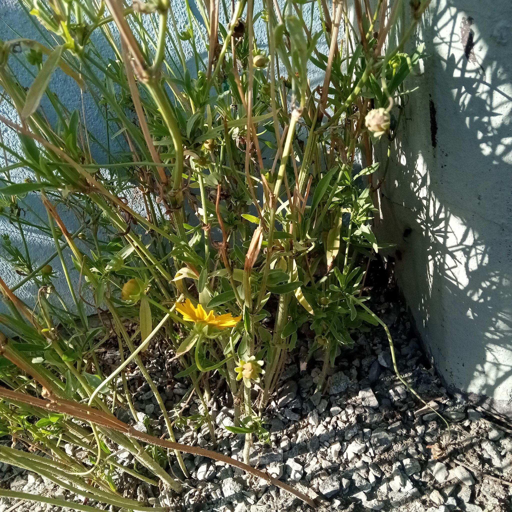 Photo of the plant species Watermint by @StellarPansy69 named Bruce Lee on Greg, the plant care app