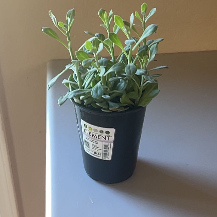 Photo of the plant species Roundleaf Ragwort by @NewLuckynut38 named Nemo on Greg, the plant care app