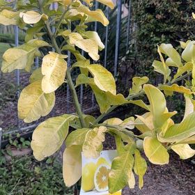 Photo of the plant species Calabash Tree by @AwesomePuka68 named Planty on Greg, the plant care app