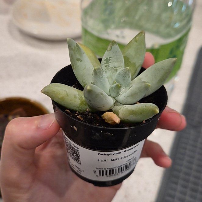 Photo of the plant species Moonsilver by @SaluteCowshorn named Muhammad Ali on Greg, the plant care app