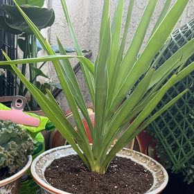 Photo of the plant species Variegated Spanish Dagger by @ChicLippia45 named Morgan Treeman on Greg, the plant care app