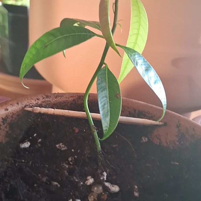 Photo of the plant species Ataúlfo mango by @HipBuroak7 named Bruce Lee on Greg, the plant care app