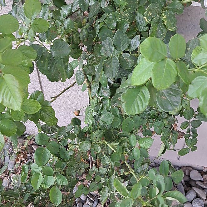 Photo of the plant species Rosa Gymnocarpa by @YoungCattleya10 named da Vinci on Greg, the plant care app