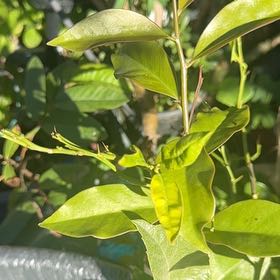 Photo of the plant species Lilly-Pilly by @TiptopWoreya55 named Marley on Greg, the plant care app