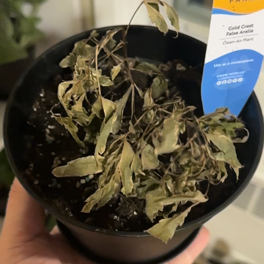 Photo of the plant species gold crest false aralia by @TotalKaramu38 named Huckleberry Fern on Greg, the plant care app
