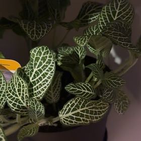 Photo of the plant species Superba Fittonia by @TotalKaramu38 named Fernie Mercury on Greg, the plant care app