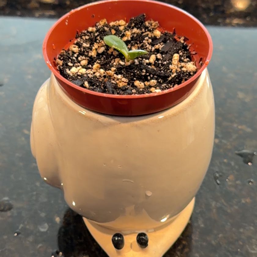 Photo of the plant species Miniature Jade Plant by @CunningNeem82 named Kesha on Greg, the plant care app