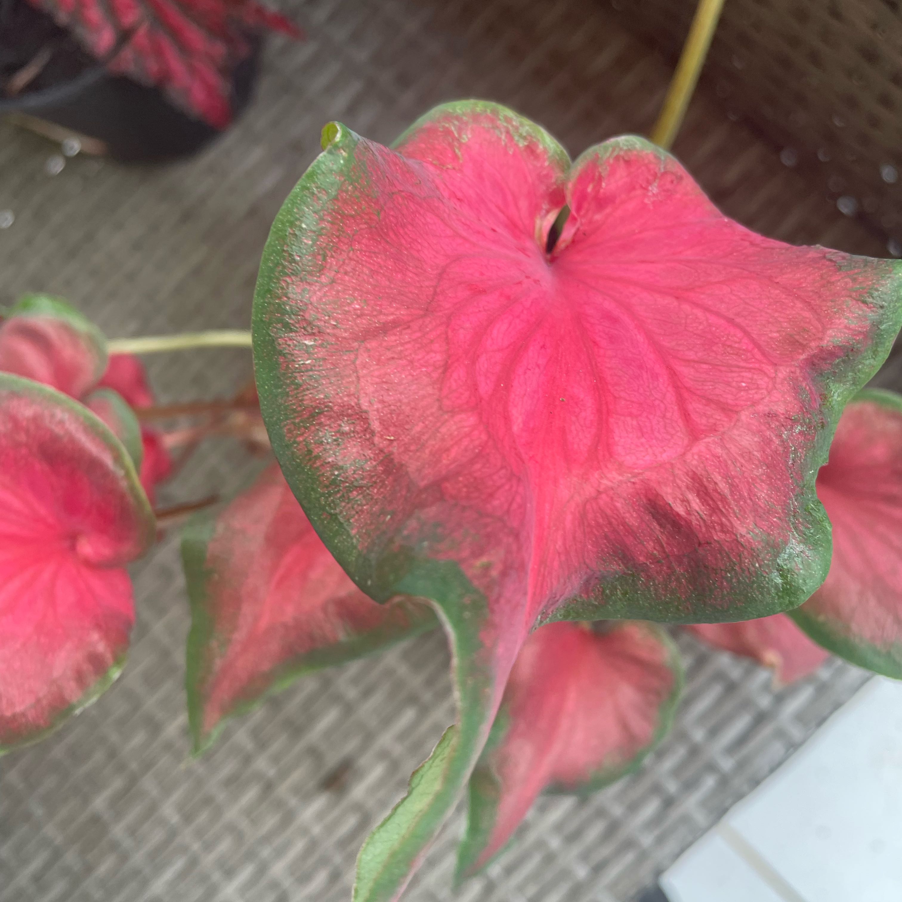 Photo of the plant species Kaladium™ 'Fairytale Princess™' by @Laurelkenobi named Toni Jesus on Greg, the plant care app