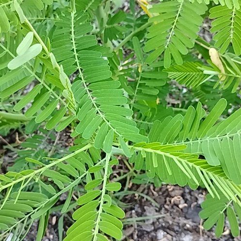 Photo of the plant species Colorado Riverhemp by @GaietyBeans31 named Keanu Leaves on Greg, the plant care app