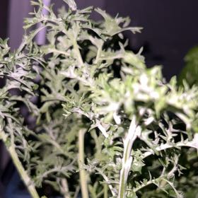 Photo of the plant species Mustard Greens 'Hatakena' by @PureHardykiwi15 named Spicy greens on Greg, the plant care app