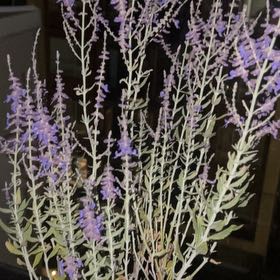 Photo of the plant species Russian Sage 'Taiga' by @PureHardykiwi15 named Russian Sage on Greg, the plant care app