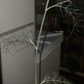 Photo of the plant species Bronze Fennel by @PureHardykiwi15 named Fennel on Greg, the plant care app