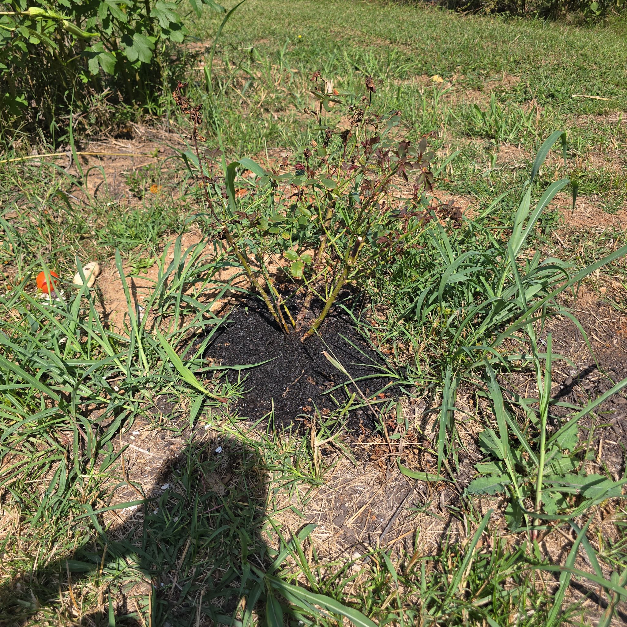 Photo of the plant species Double knock out rose by @GemBoneset46 named isabell on Greg, the plant care app
