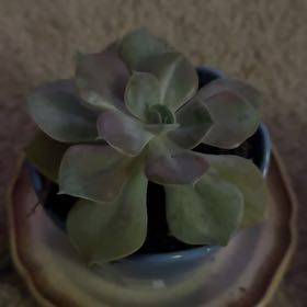 Photo of the plant species Echeveria 'Xanthe Rose' by @ProudlyPapaya95 named Doja Cat on Greg, the plant care app