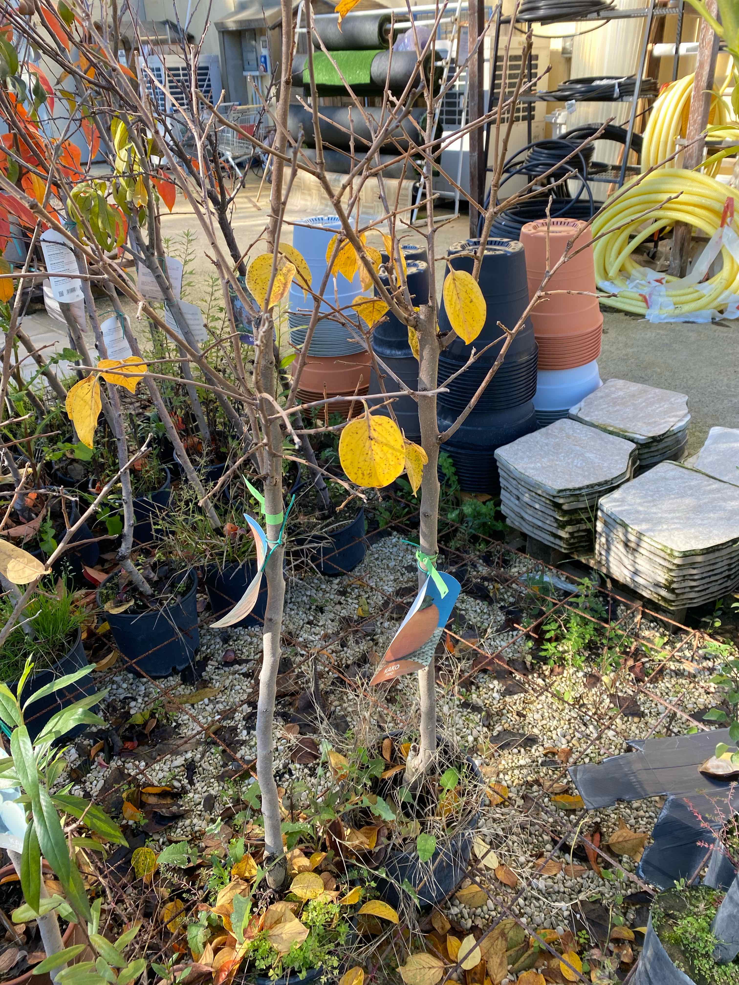 Plant care for Finger Flower on Greg, the plant care app