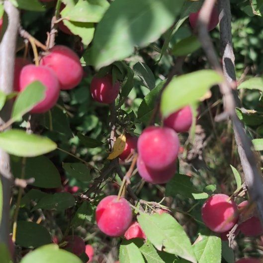 Photo of the plant species Cornelian Cherry by @FairLilac25 named Rosa on Greg, the plant care app