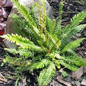 Photo of the plant species Deer Fern by @ProOlneya48 named Terra on Greg, the plant care app