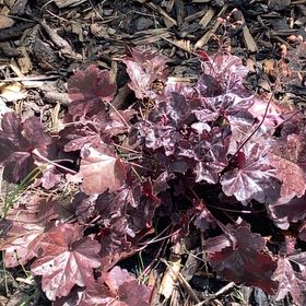 Photo of the plant species Alum Root by @ProOlneya48 named Morgan Treeman on Greg, the plant care app