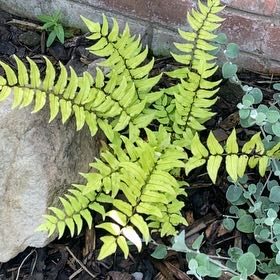 Photo of the plant species Fortune's Holly-Fern by @ProOlneya48 named Hamilton on Greg, the plant care app