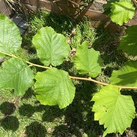 Photo of the plant species Common Filbert by @ProOlneya48 named Nithin on Greg, the plant care app