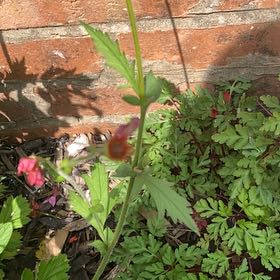 Photo of the plant species Wood Avens by @ProOlneya48 named Harper on Greg, the plant care app