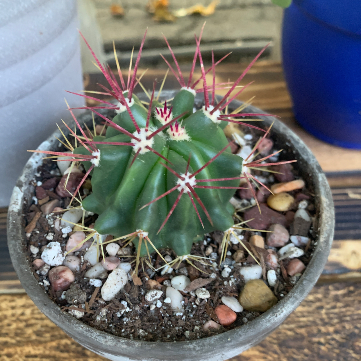 Devil's Tongue Barrel Cactus in a small pot with visible soil and rocks.