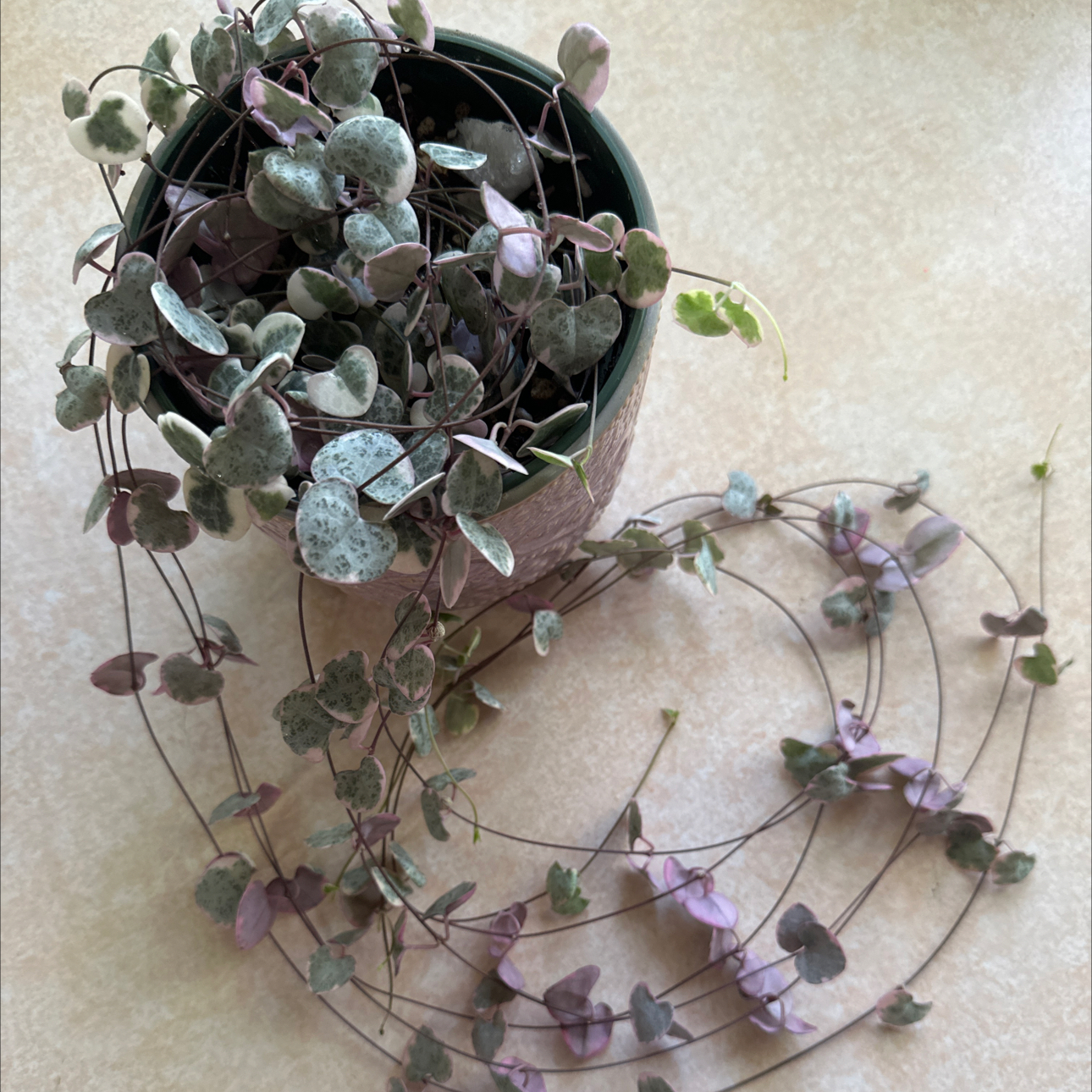 Variegated String of Hearts plant in a pot with some yellowing and browning leaves.