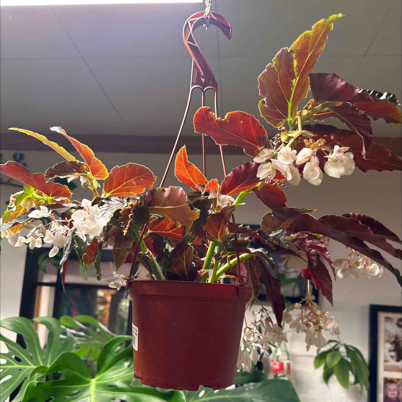 Photo of the plant species Begonia coccinea 'Torch' by @Valerie99 named Queen on Greg, the plant care app