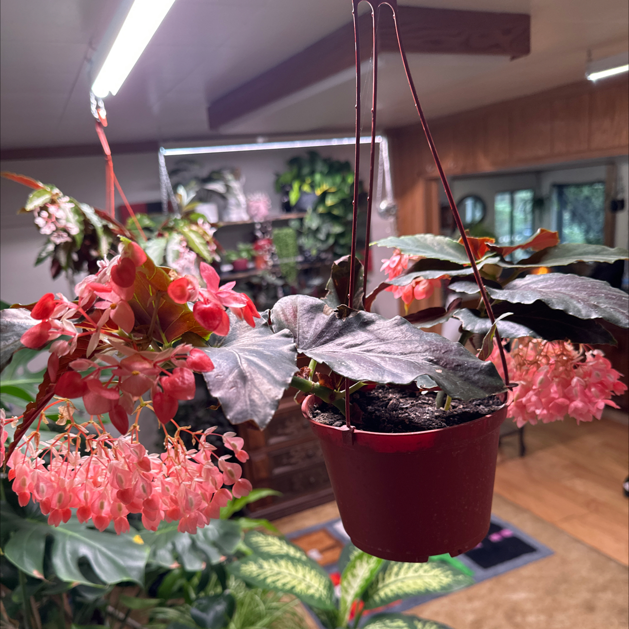 Photo of the plant species Begonia coccinea 'Torch' by @Valerie99 named Orlando Bloom on Greg, the plant care app