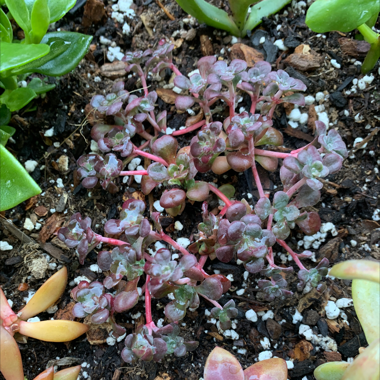 Purdy's Stonecrop plant with reddish stems and leaves, growing in soil.
