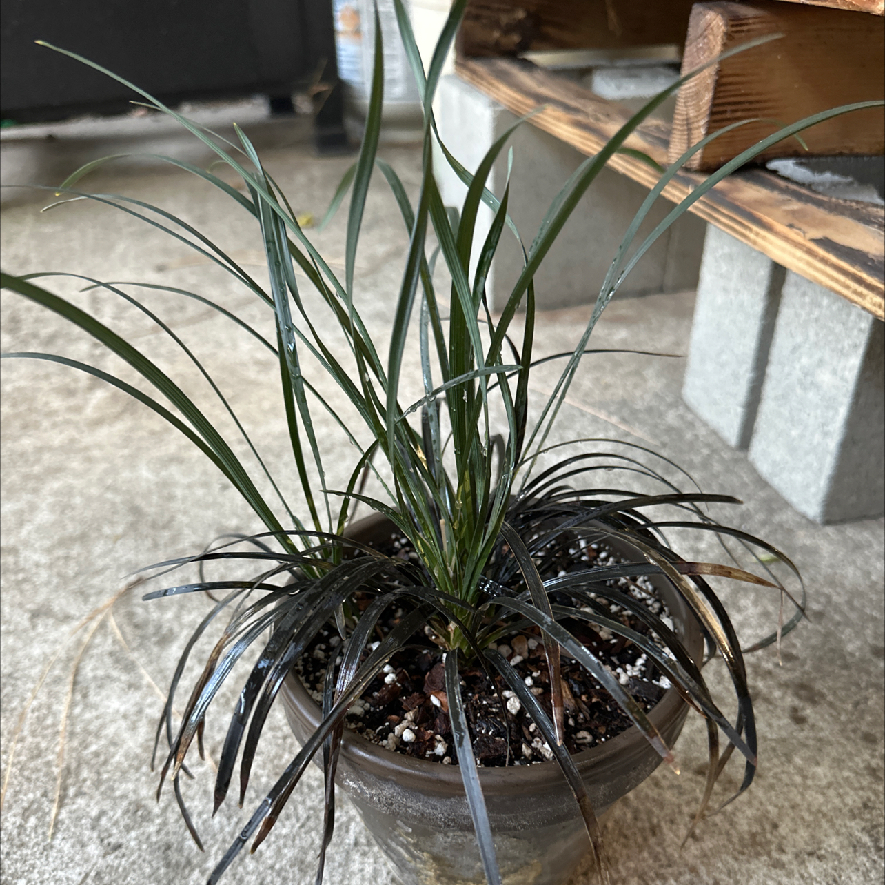 Photo of the plant species Ophiopogon planiscapus by @Valerie99 named Your plant on Greg, the plant care app