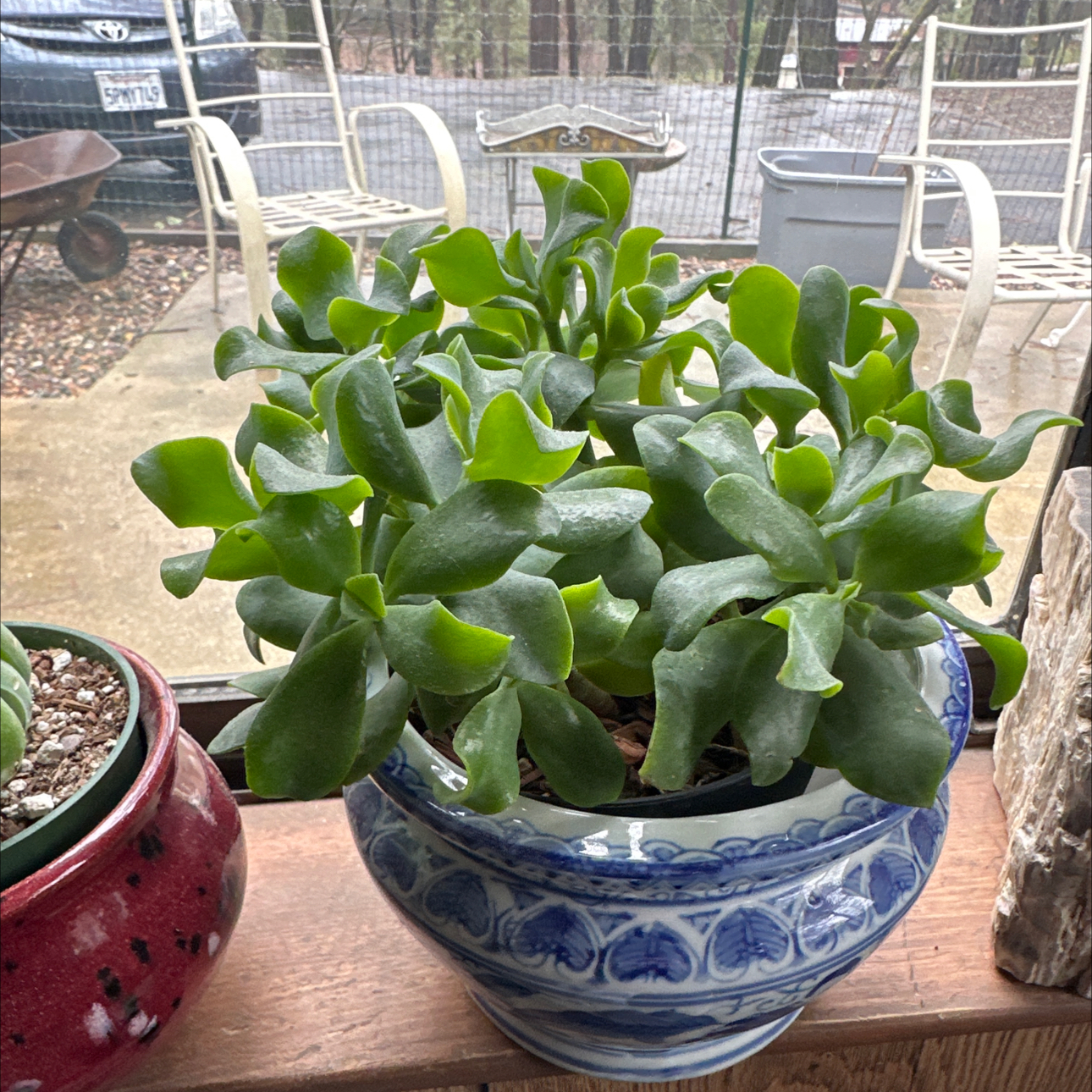 Healthy Ripple Jade plant in a decorative pot with green leaves.