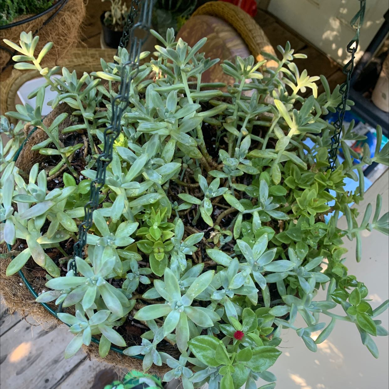 Hanging basket with a healthy Bluff Lettuce plant, succulent-like leaves, partially visible soil.