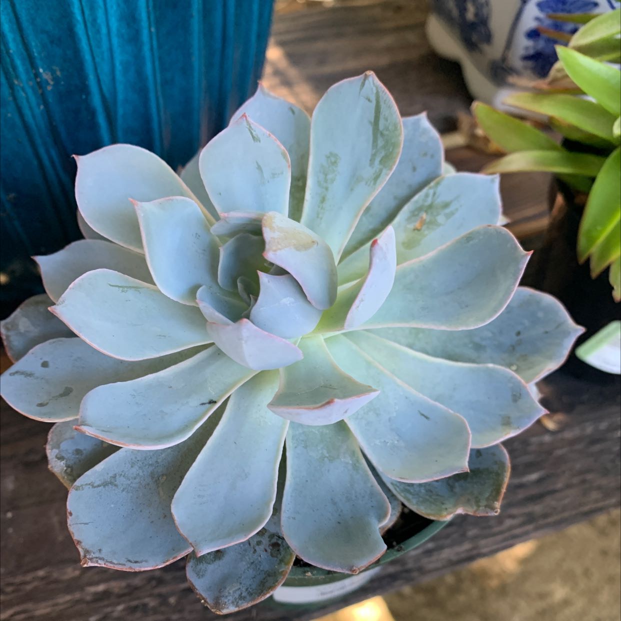 Echeveria 'Morning Beauty' succulent with minor browning at leaf tips.