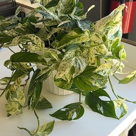 Photo of the plant species Pothos Glacier by @Valerie99 named Mochi on Greg, the plant care app
