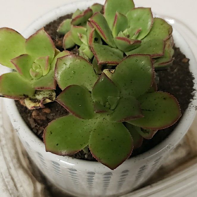 Photo of the plant species Kiwi by @DynamoCowslip44 named Ruby on Greg, the plant care app