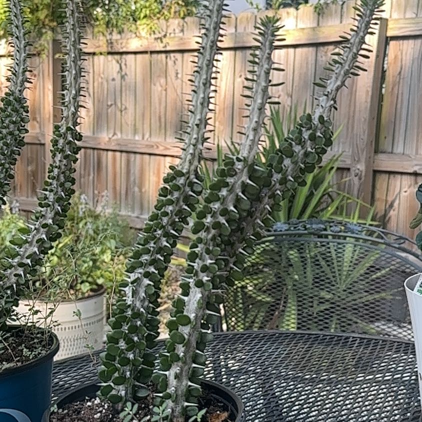 Photo of the plant species Octopus Tree by @ExecCaladium50 named Foxxy on Greg, the plant care app