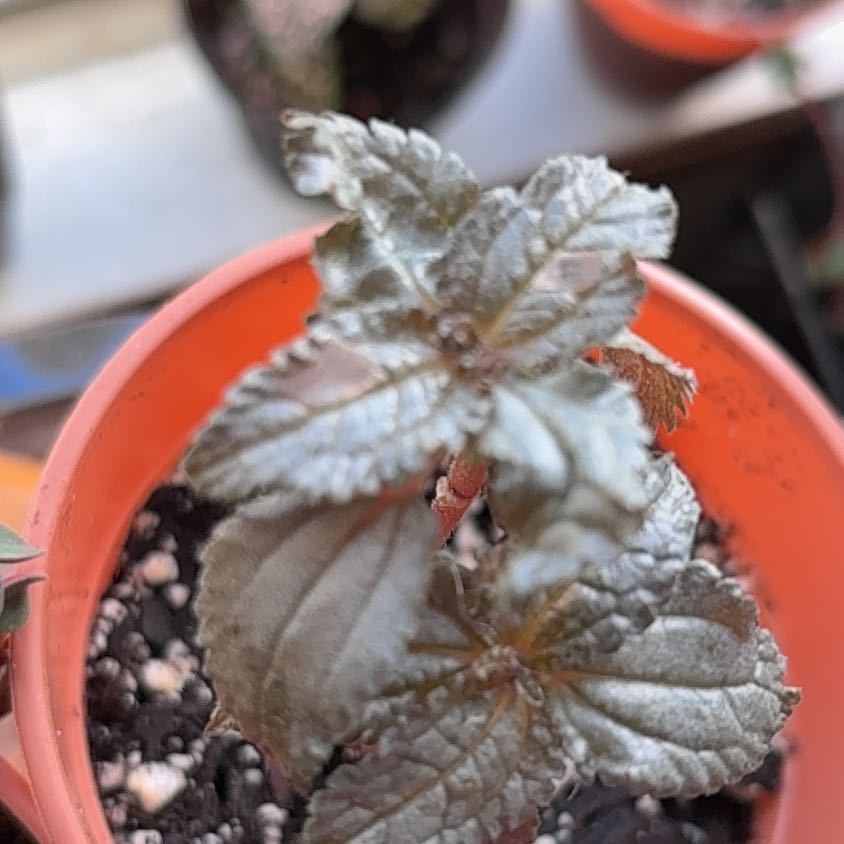 Photo of the plant species Silver Cloud Pilea by @BossChainfern54 named Spike Leaves on Greg, the plant care app