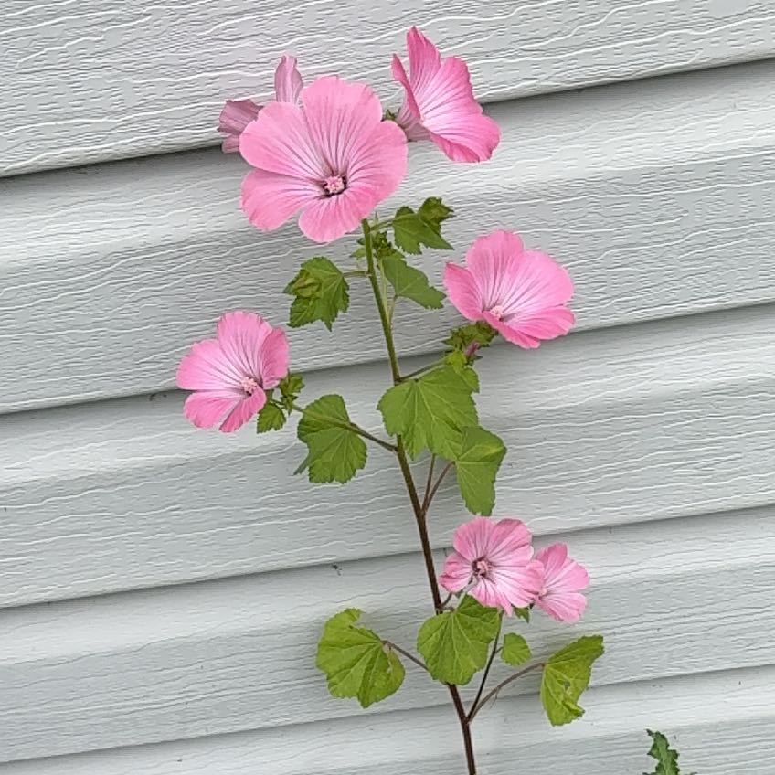 Photo of the plant species Royal Mallow by @DearPlanera64 named Baesil on Greg, the plant care app