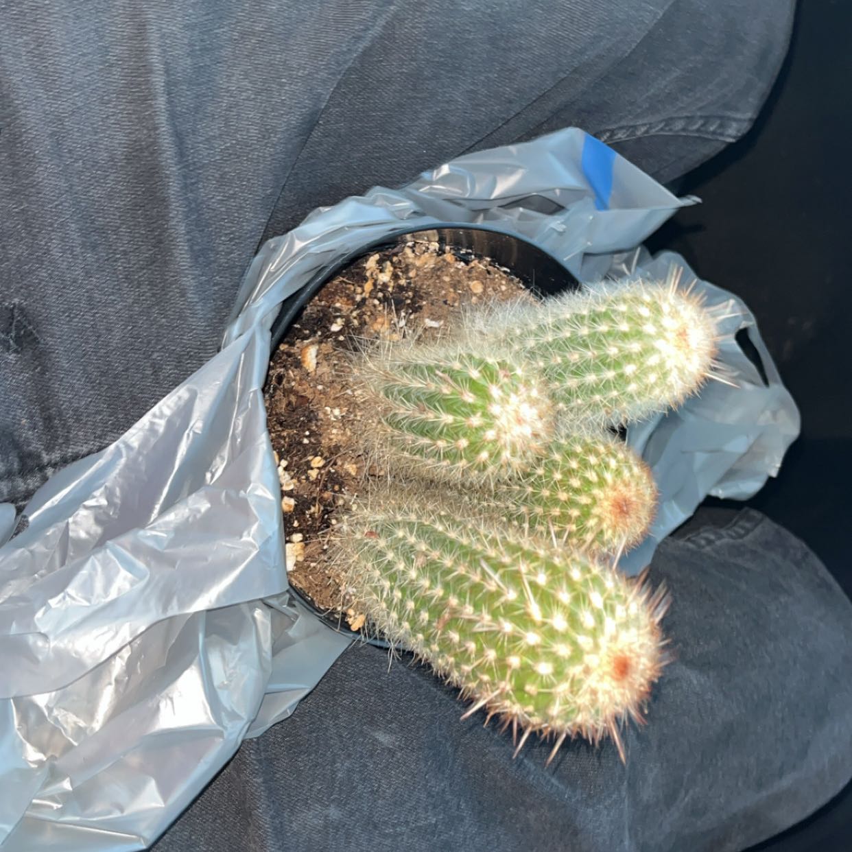 Photo of the plant species Espostoa mirabilis by @NewSunsetaloe66 named Figyonce on Greg, the plant care app