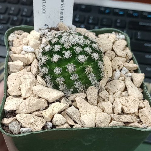 Photo of the plant species Mammallaria by @CasualJuniper98 named Dezii on Greg, the plant care app