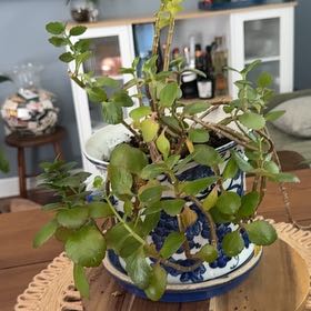 Photo of the plant species Kalanchoe sexangularis by @KeySiricote17 named Surya on Greg, the plant care app